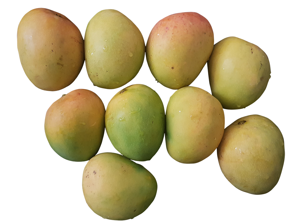mangoes image, mangoes png, mangoes png image, mangoes transparent png image, mangoes png full hd images download